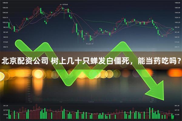 北京配资公司 树上几十只蝉发白僵死,能当药吃吗?