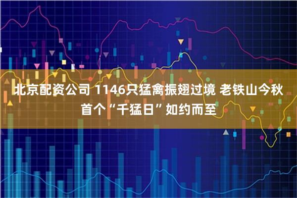 北京配资公司 1146只猛禽振翅过境 老铁山今秋首个“千猛日”如约而至