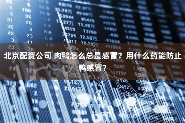 北京配资公司 肉鸭怎么总是感冒？用什么药能防止鸭感冒？