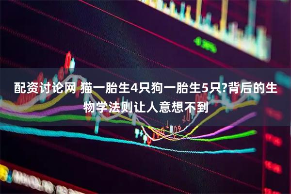 配资讨论网 猫一胎生4只狗一胎生5只?背后的生物学法则让人意想不到