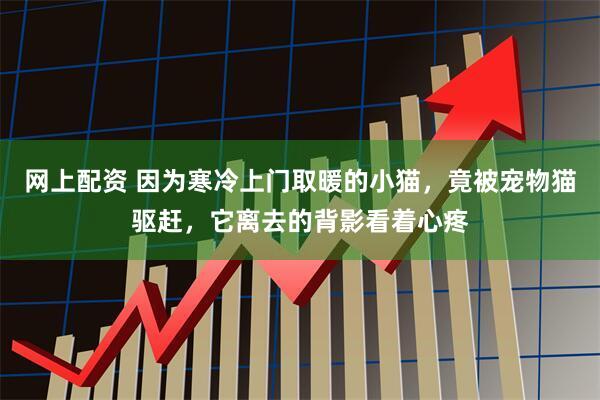 网上配资 因为寒冷上门取暖的小猫，竟被宠物猫驱赶，它离去的背影看着心疼